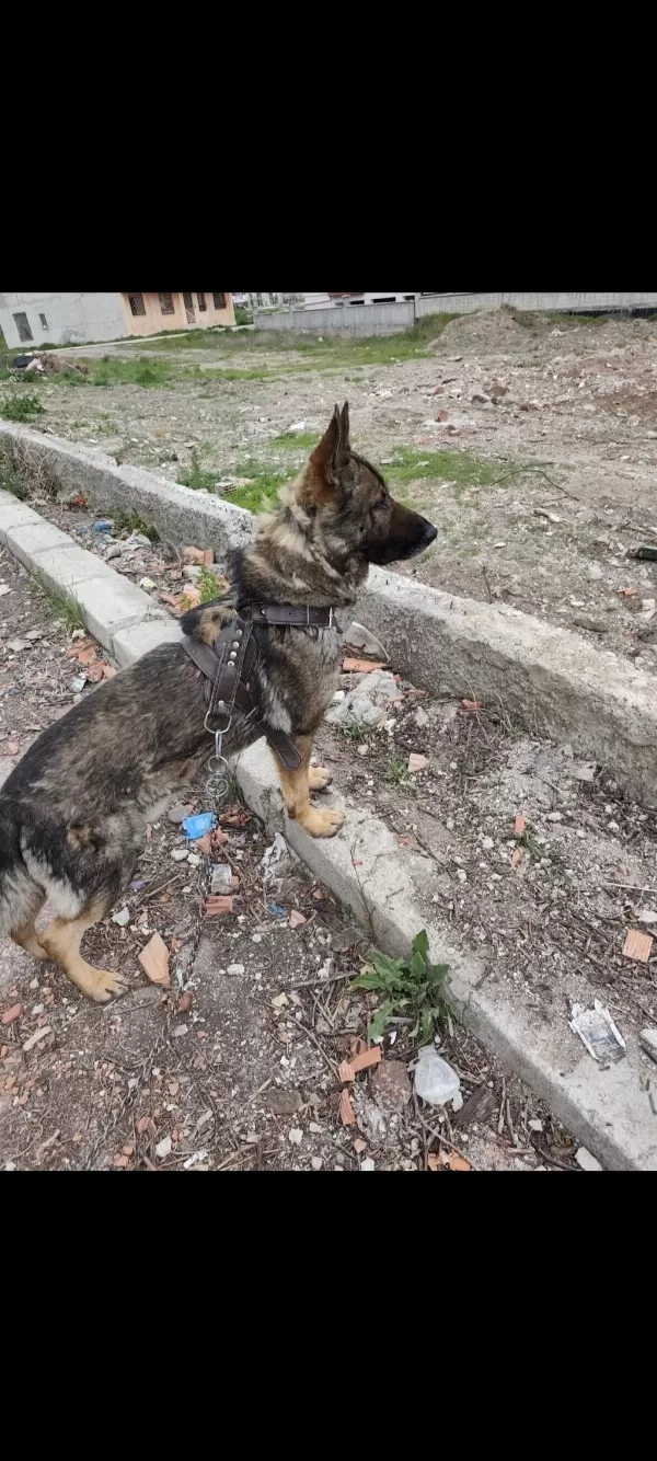 K9 Alman Çoban Köpeği