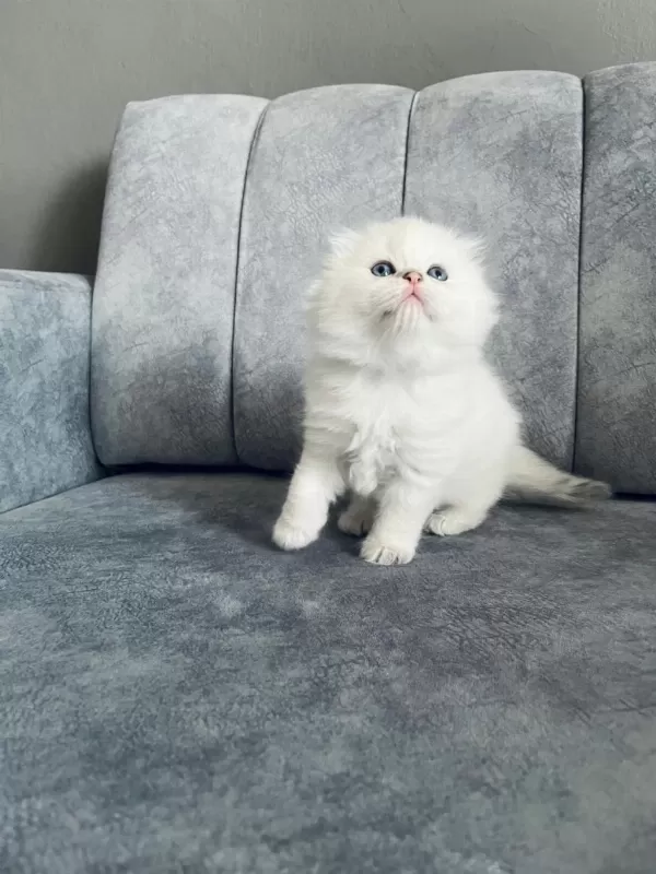 2 Aylik Erkek Uzun Tüylü Scottish Fold