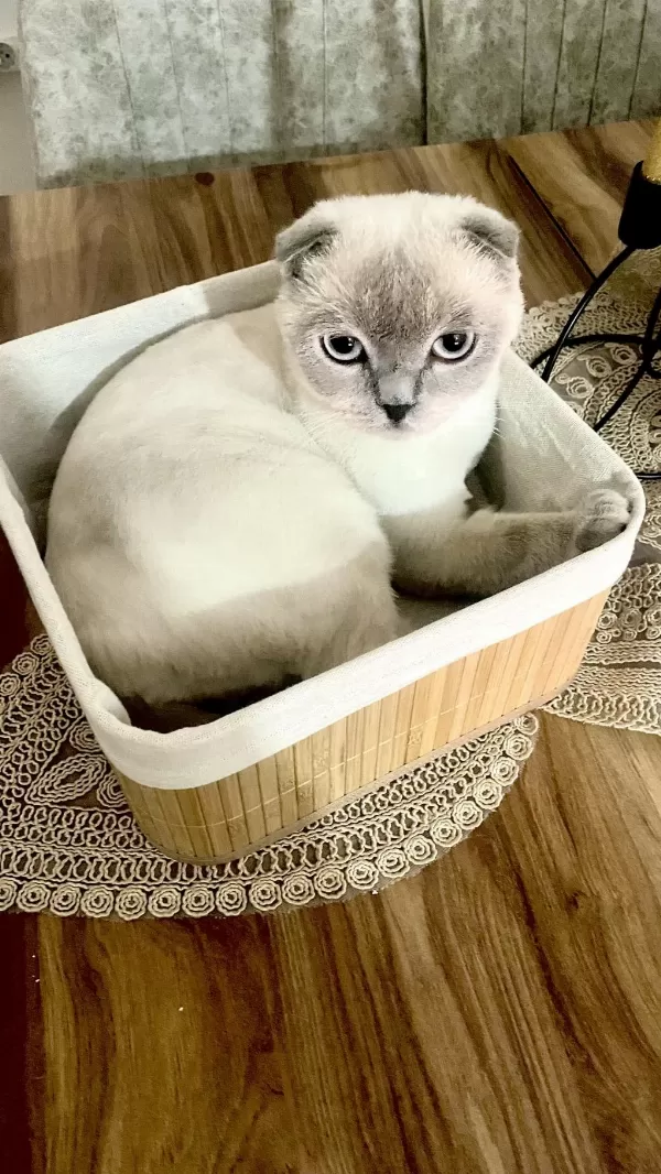 Scottish Fold Kedimizi Sahiplendirme