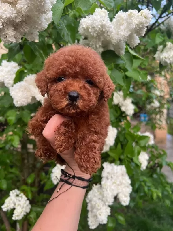 Toy Poodle Yavrularımız