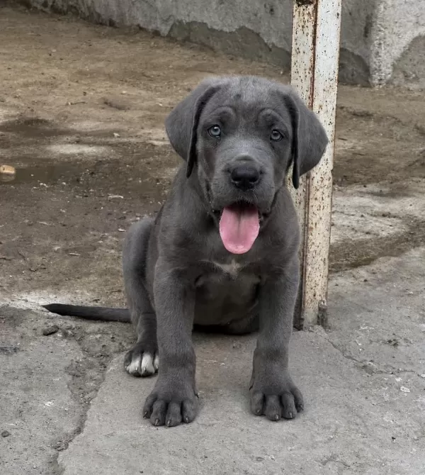 Dişi Blue Cane Corso