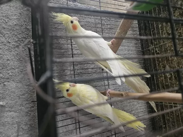 Sarı Rutrino 3 Aylık Yavru Sultan Papağanı