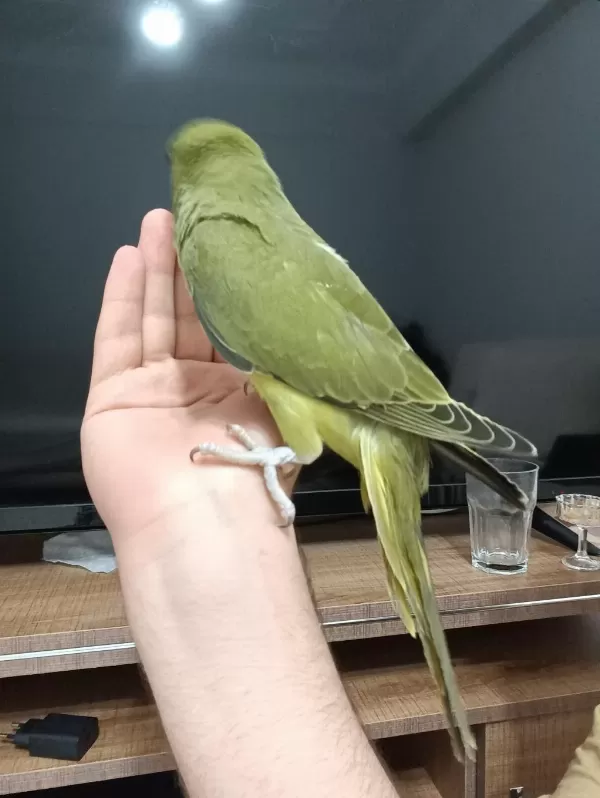 Nadir Mutasyon Haki Renk Bebek Pakistan Papağanı