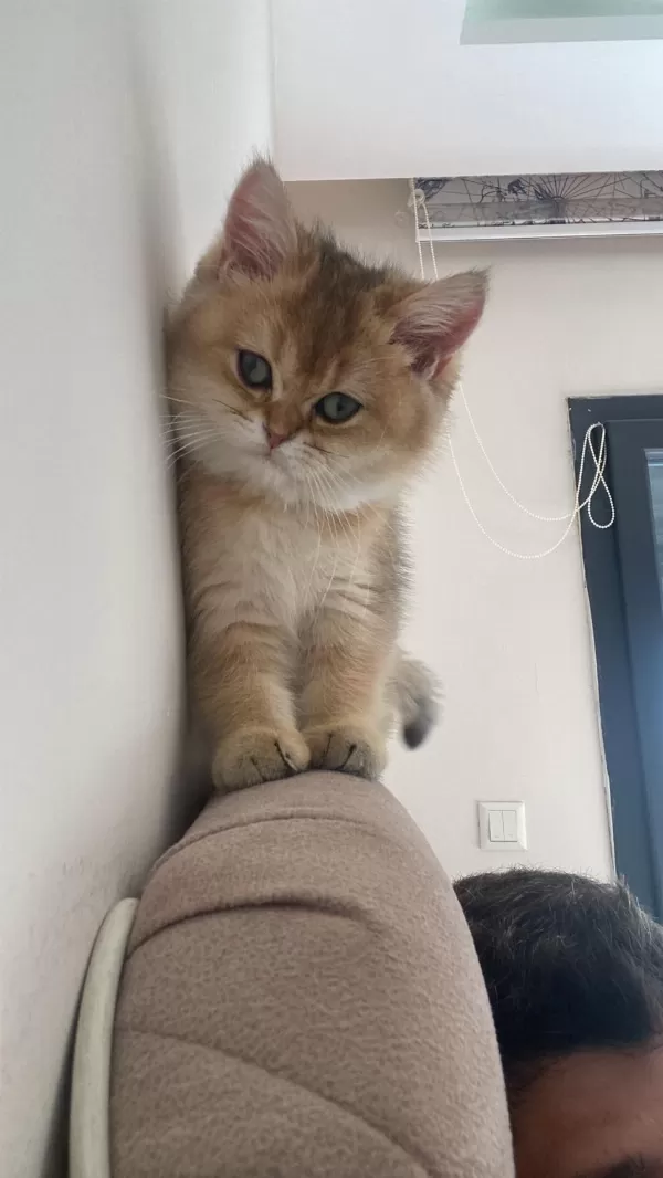 British Shorthair Dişi Yavrumuz
