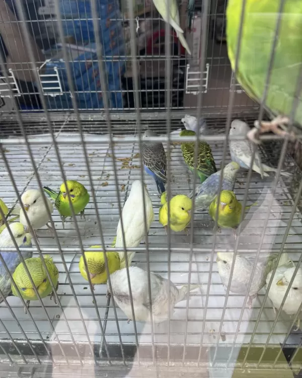 Bebek Muhabbet Kuşu Yeni Yeme Düşmüştür