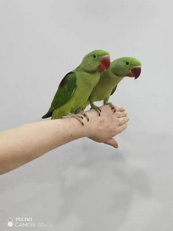 Bebek Alexander Papağanımız