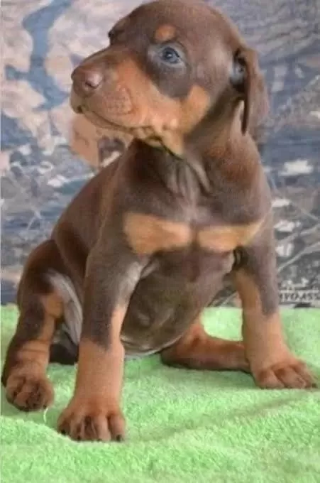 Estetikli Estetiksiz Son Kizil Doberman Yavrular