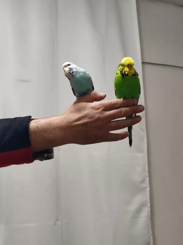 Bir Çift Show Jumbo Kuşum Var Ben Gibi Bakımlı