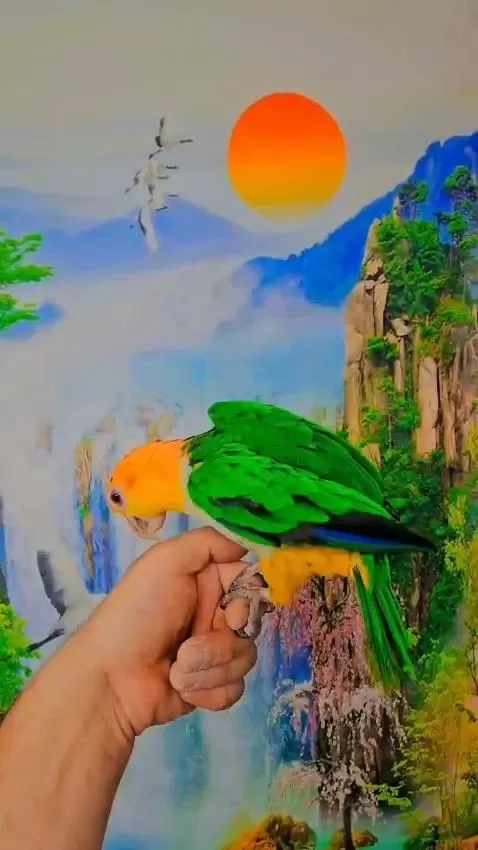 Full Evcil Caique Maskot