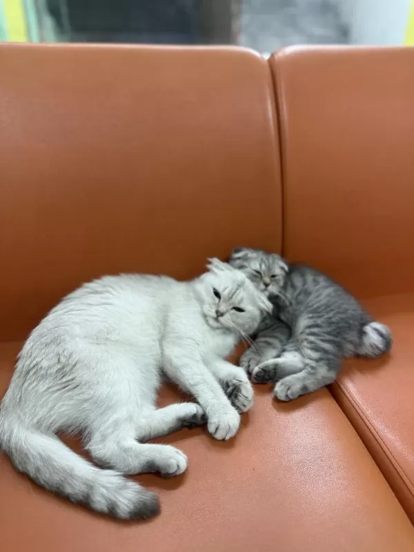 Ücretsiz Sahiplendirme Scottish Fold