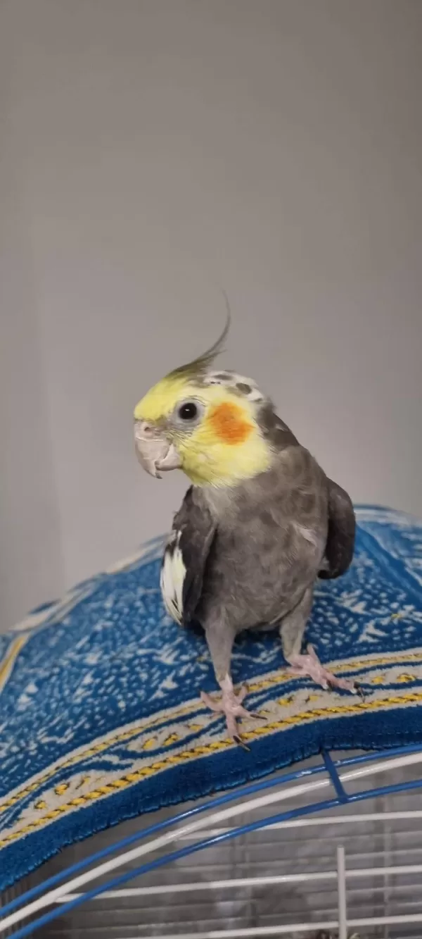 Hazır Takım Sultan Papağanı