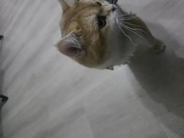 Erkek Golden British Shorthair