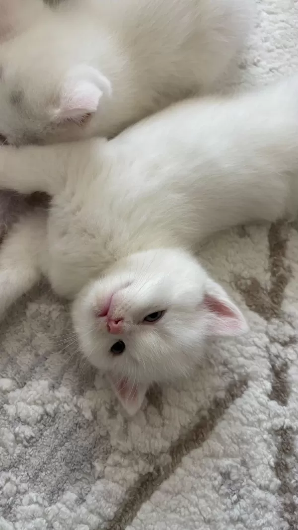 Sağlıklı Scottish Fold