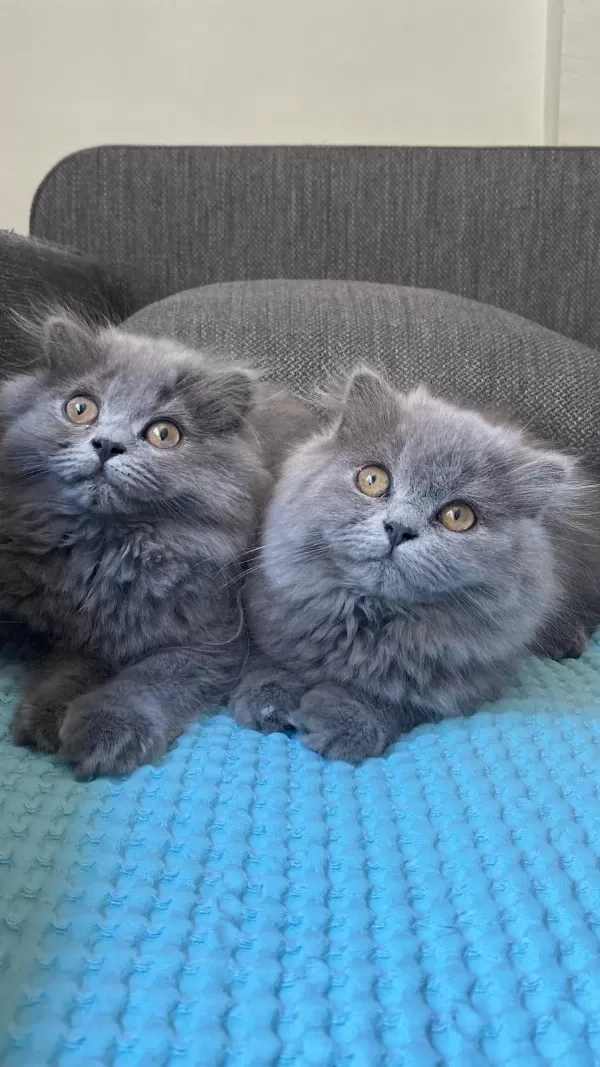 British Longhair Yavrularım