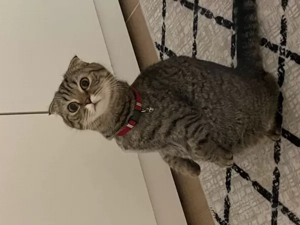 Scottish Fold Kızımıza Ömürlük Yuva Arıyoruz