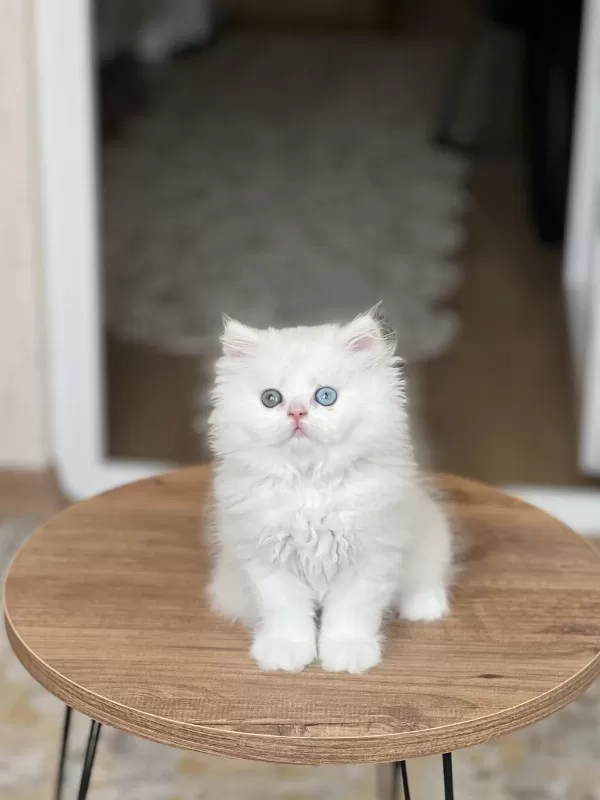Gold Eyes Britiah Longhair Güzelliğim