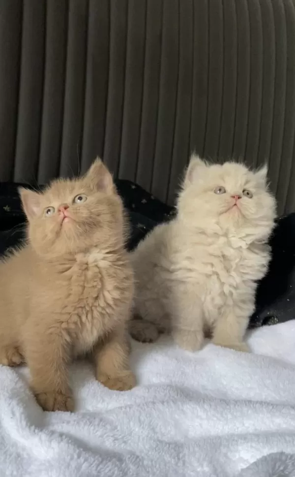 British Shorthair Kızlarım (cinnamon Fawn Ve Lilac)