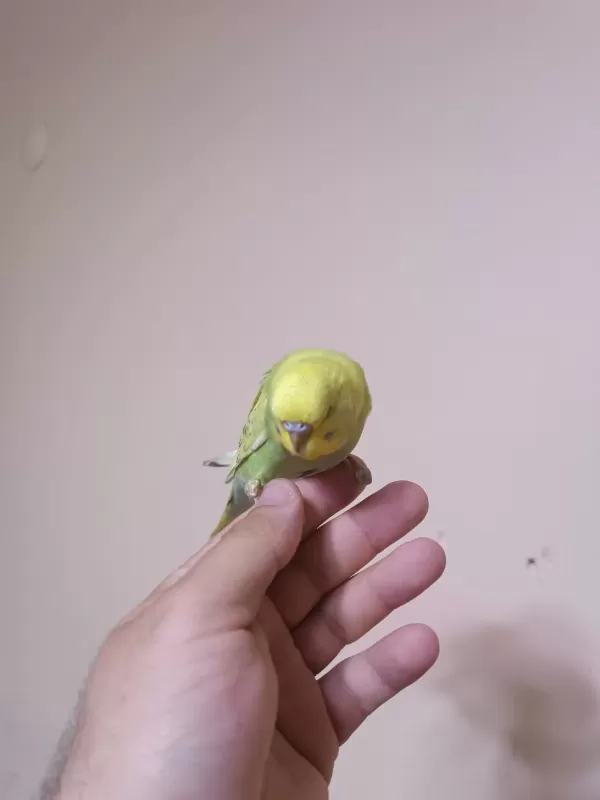 Jumbo Muhabbet Kuşu Yavrular