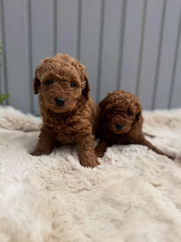 Minik Toy Poodle Bebekler