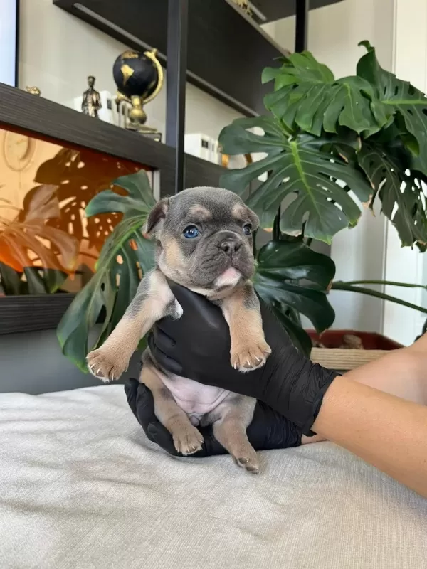 Rengarenk French Bulldog Yavrularim Egzotik