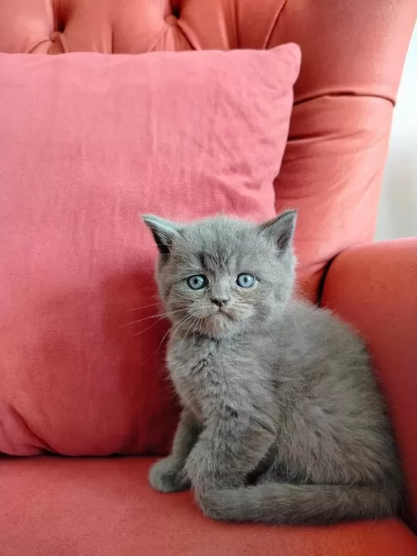 British Shorthair Yavrularımız