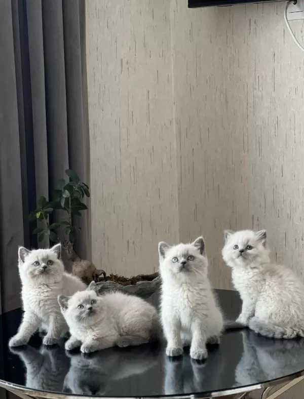 Hemen Teslim British Shorthair Blue Point