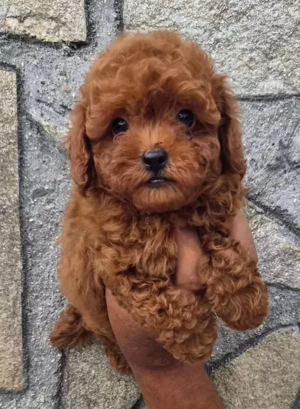 Toypoodle Yavrularımız