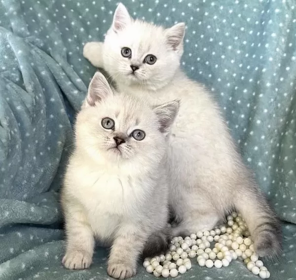 Masmavi Gözlü British Shorthair Yavrular