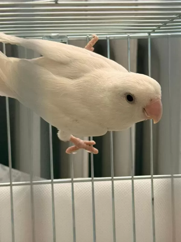 Albino Ve Lutino Takım Çift Sevda Papağanı