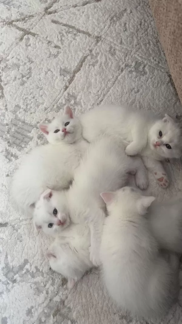 Sağlıklı Scottish Fold
