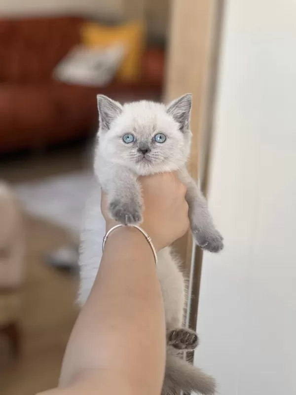 İnsan Canlisi Blue Point Safkan British Shorthair Yavru