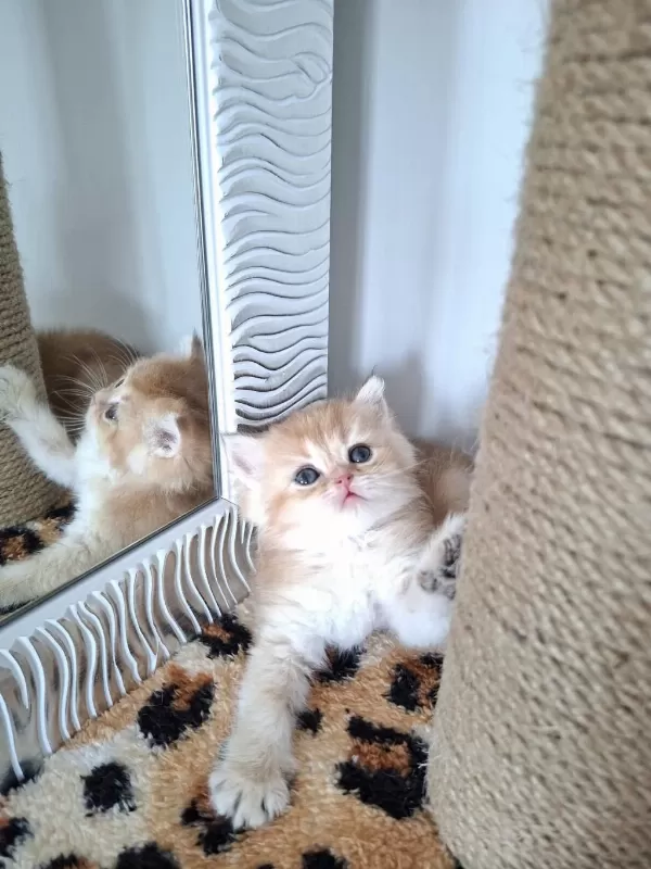 Safkan British Shorthair Golden Bebekler