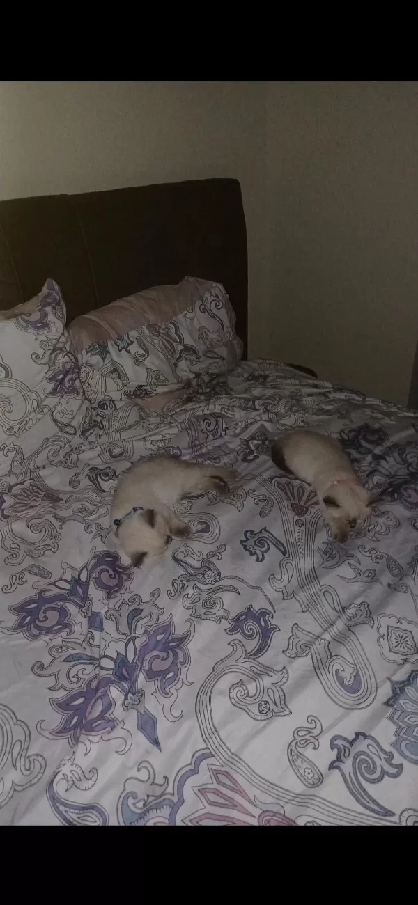 2 Aylık Anne Baba Şecereli British Blue Point Kardeşler