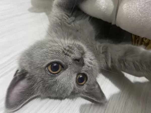 Sosyal British Shorthair