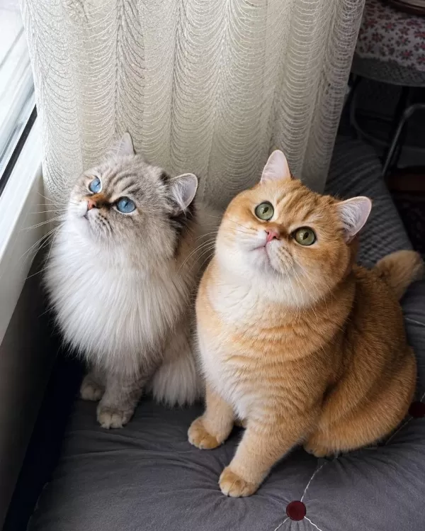 Çok Nadir Mavi Gözlü Golden British Shorthair Yavrular