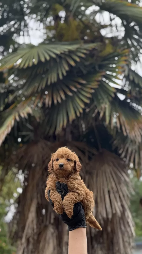 Maltipo Ve Poodle Yavrularımız Yuvalarini Ariyor
