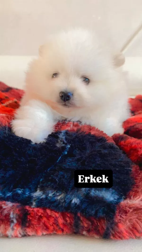 Erkek Pomeranian Boo