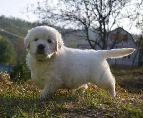 Golden Retriever Yavrular Canlı Görerek Alabilirsiniz