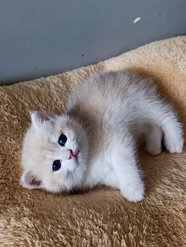 Lilac Golden British Shorthair Dişi Yavru