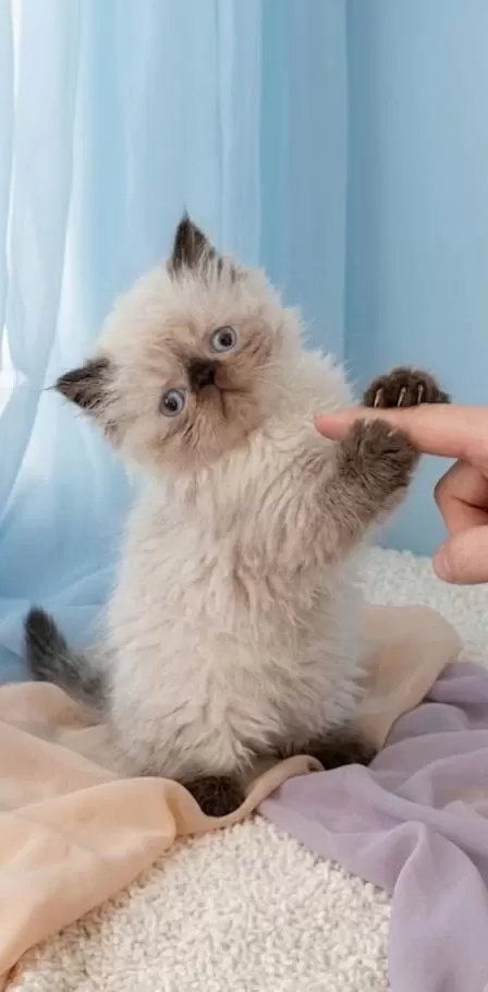 Mini Maviş İran Kedisi