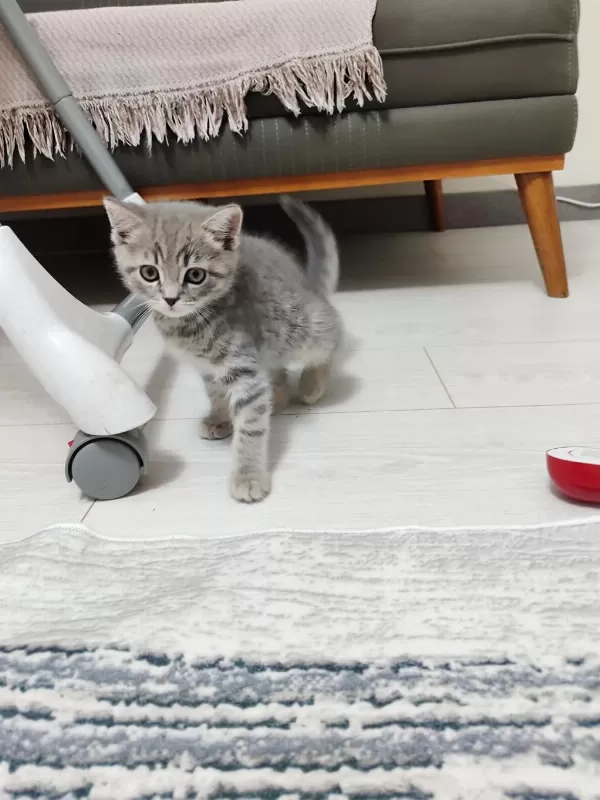 Sevimli Oyuncu Kedimiz Yeni Yuvasını Arıyor