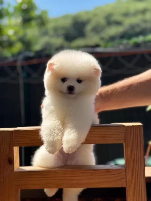 Dişi Ve Erkek Pomeranian Boo Yavrularımız