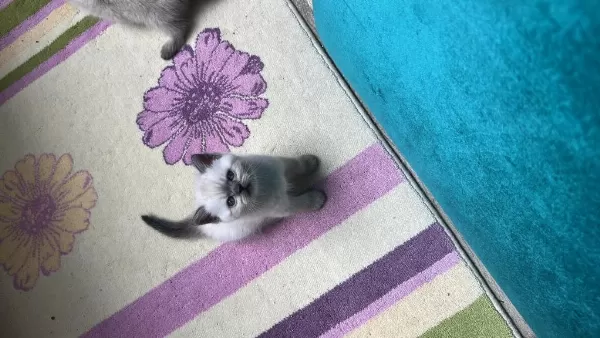 British Blue Point Yavru Kedimiz