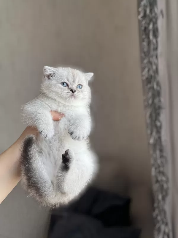 Ayi Surat Safkan British Shorthair Yavrum
