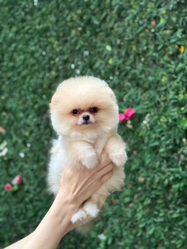 Sağlik Ve İrk Garantili Pomeranian Köpekler