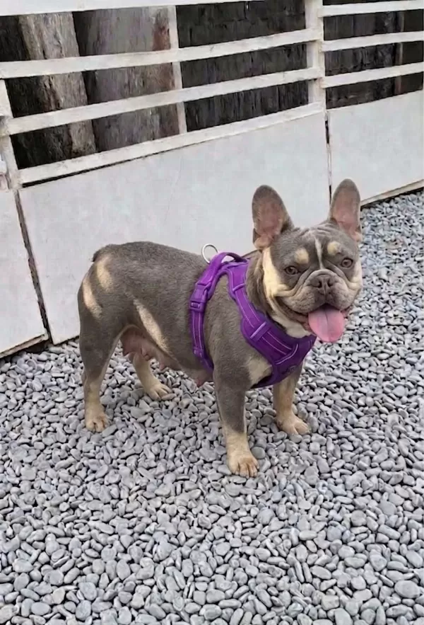 Kurulu Düzen Damızlık French Bulldoglar