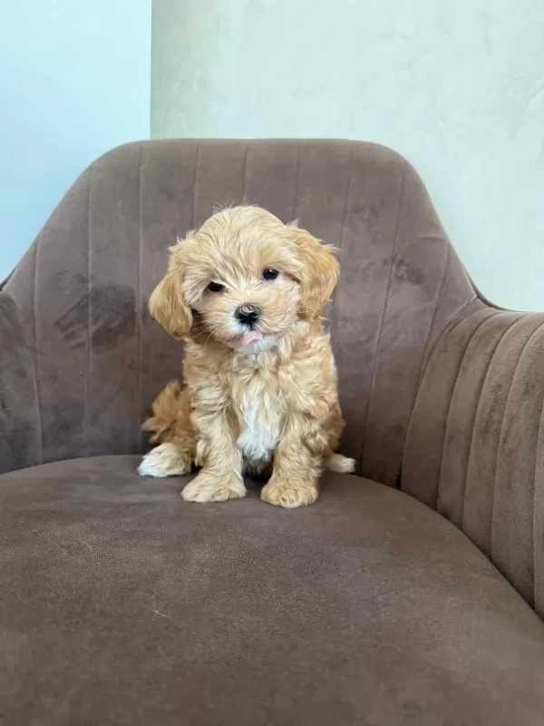 Maltipoo Yavru Köpeklerim