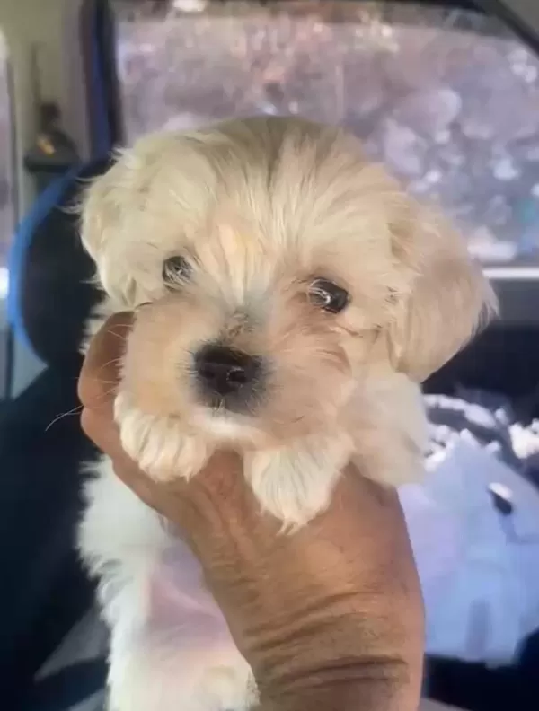 Safkan Kaliteninde Kalitesi Maltipoo Yavrular