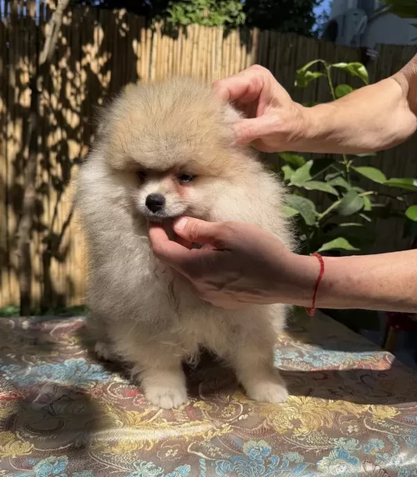 A Kalite Erkek Pomeranian Boo