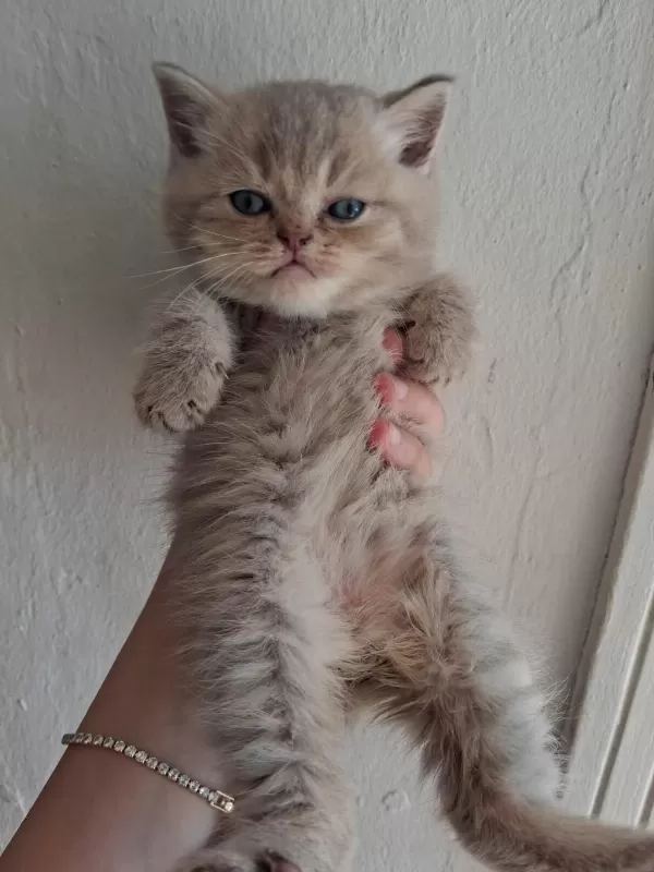 Blue Golden British Longhair Yavrular